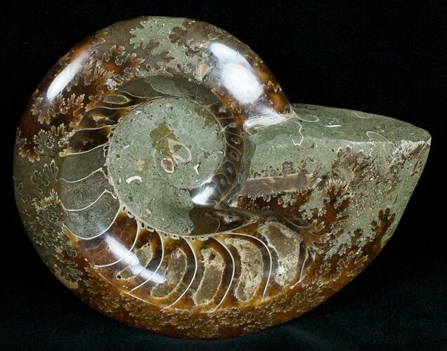 Wide Polished Ammonite Dish #7012